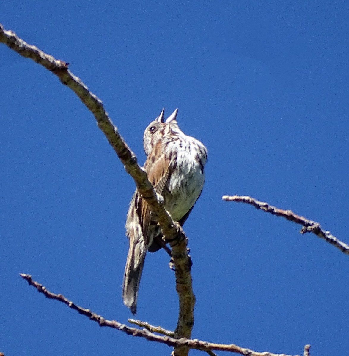 Song Sparrow - ML620770947