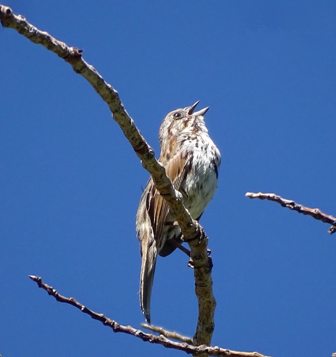 Song Sparrow - ML620770948