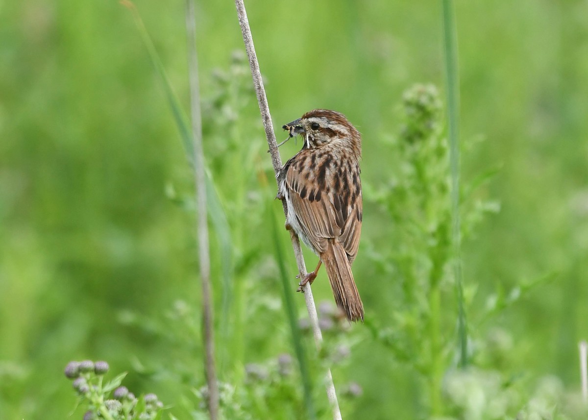 Song Sparrow - ML620770950