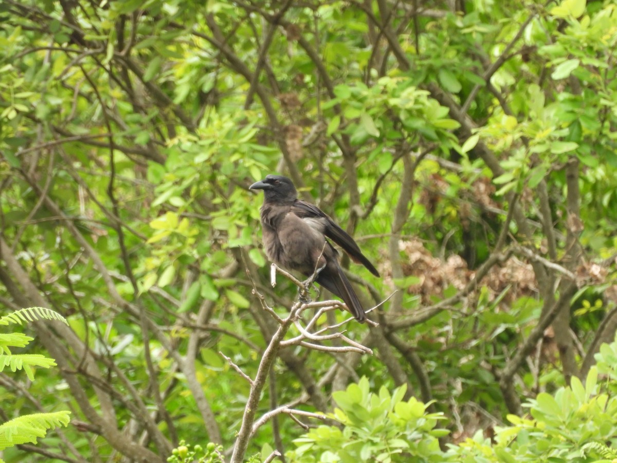 Jamaican Crow - ML620770954