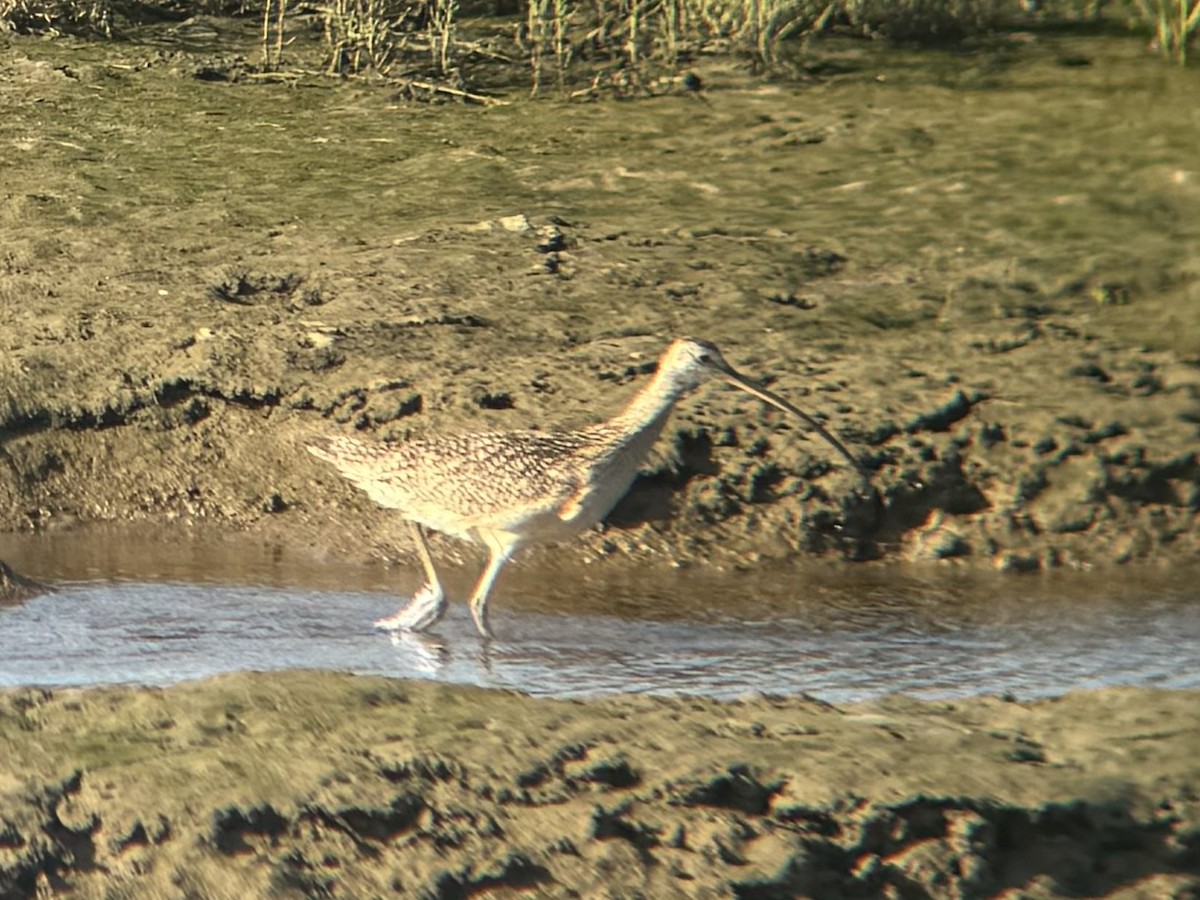 Long-billed Curlew - ML620770955