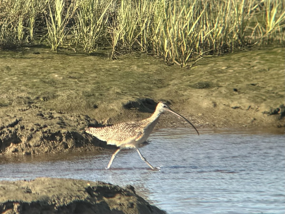 Long-billed Curlew - ML620770956