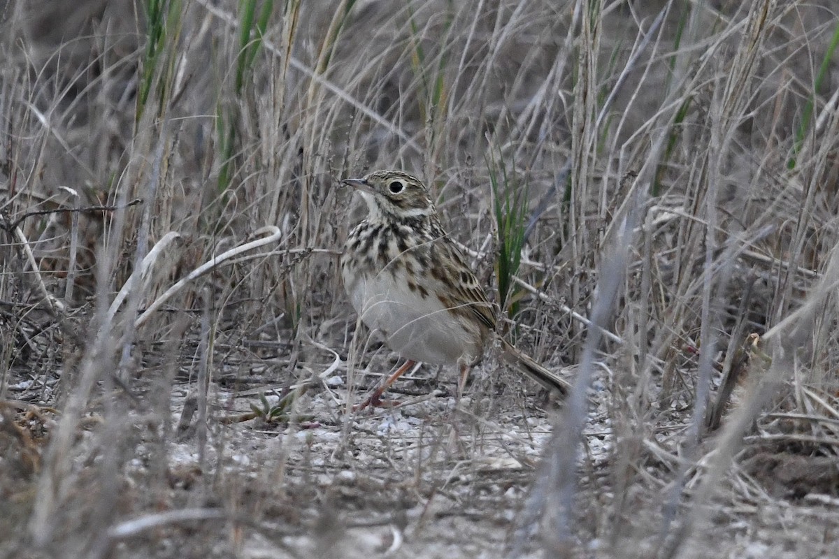 pipit sp. - ML620770990