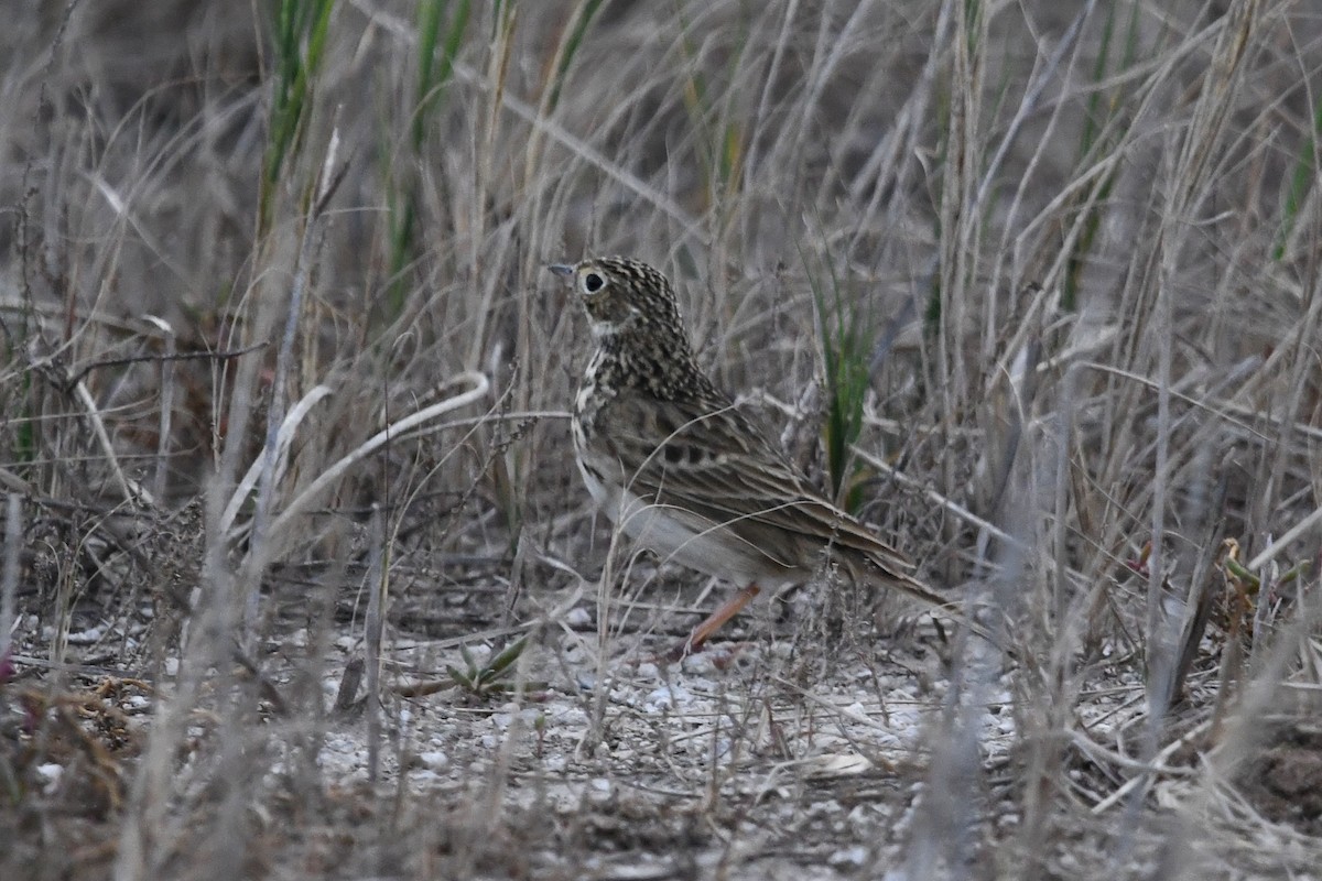 pipit sp. - ML620770991