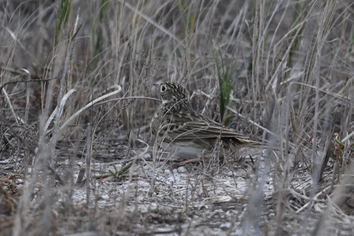 Anthus sp. - ML620770992