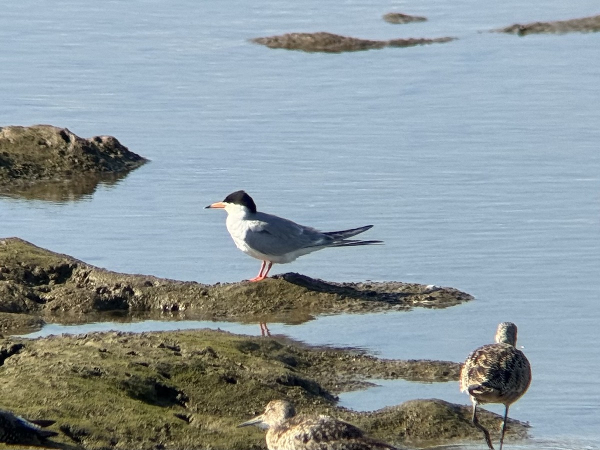 Forster's Tern - ML620771004