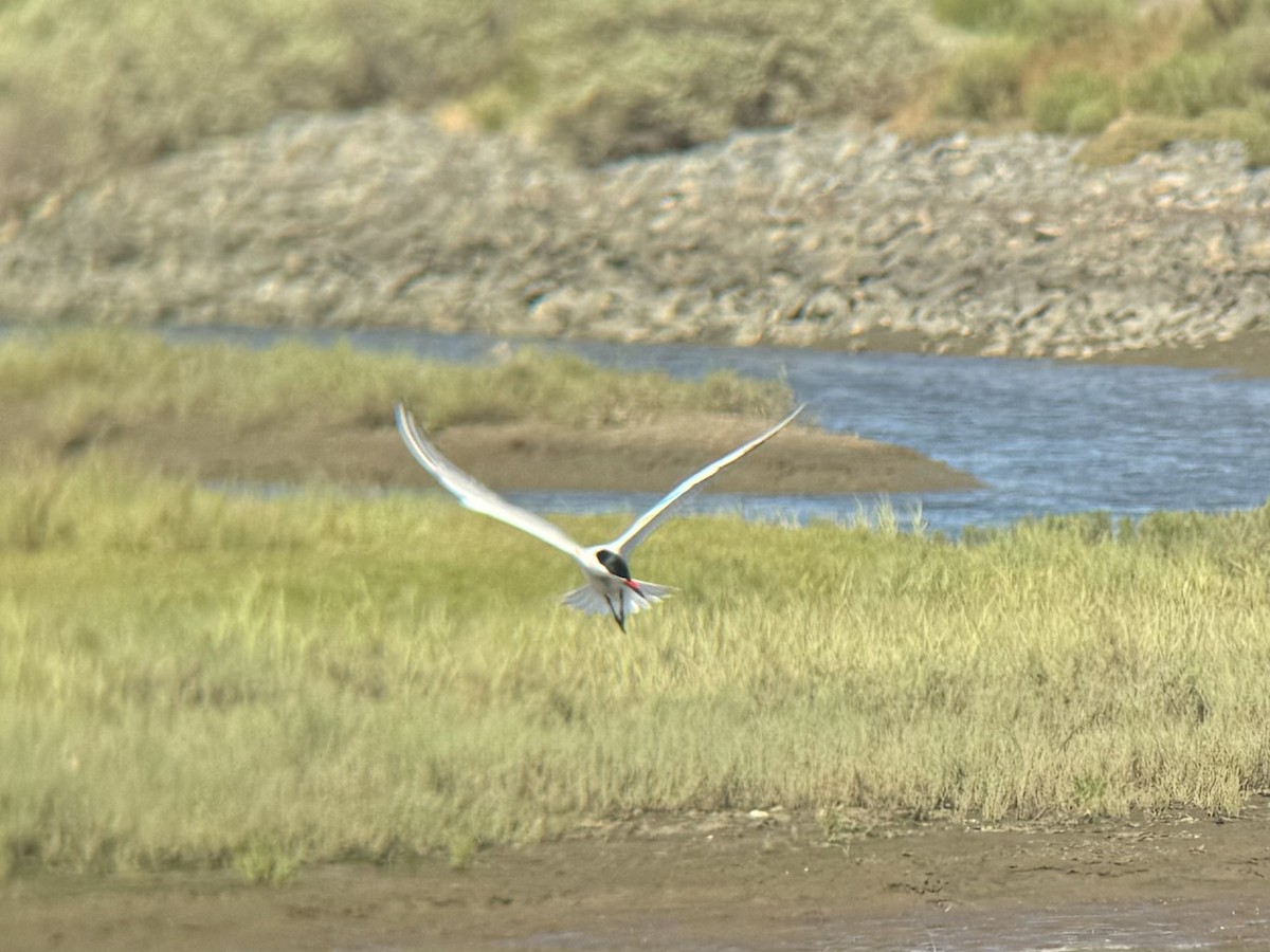 Caspian Tern - ML620771008