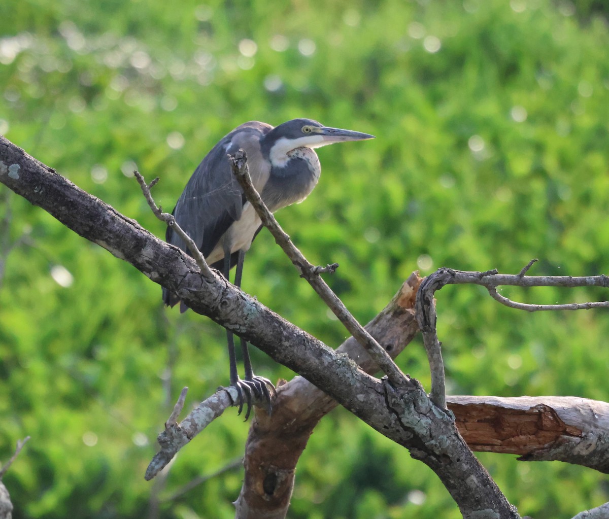 Black-headed Heron - ML620771013