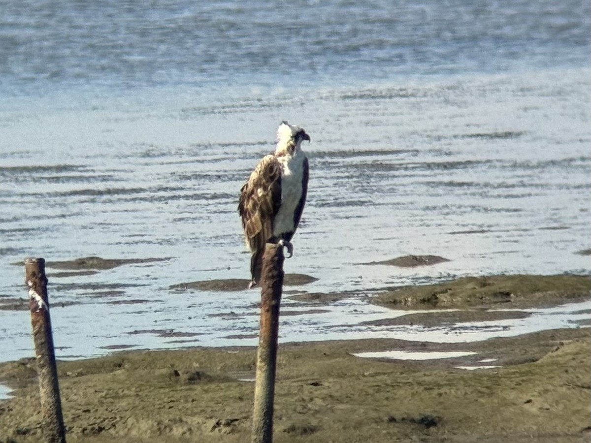 Balbuzard pêcheur - ML620771019