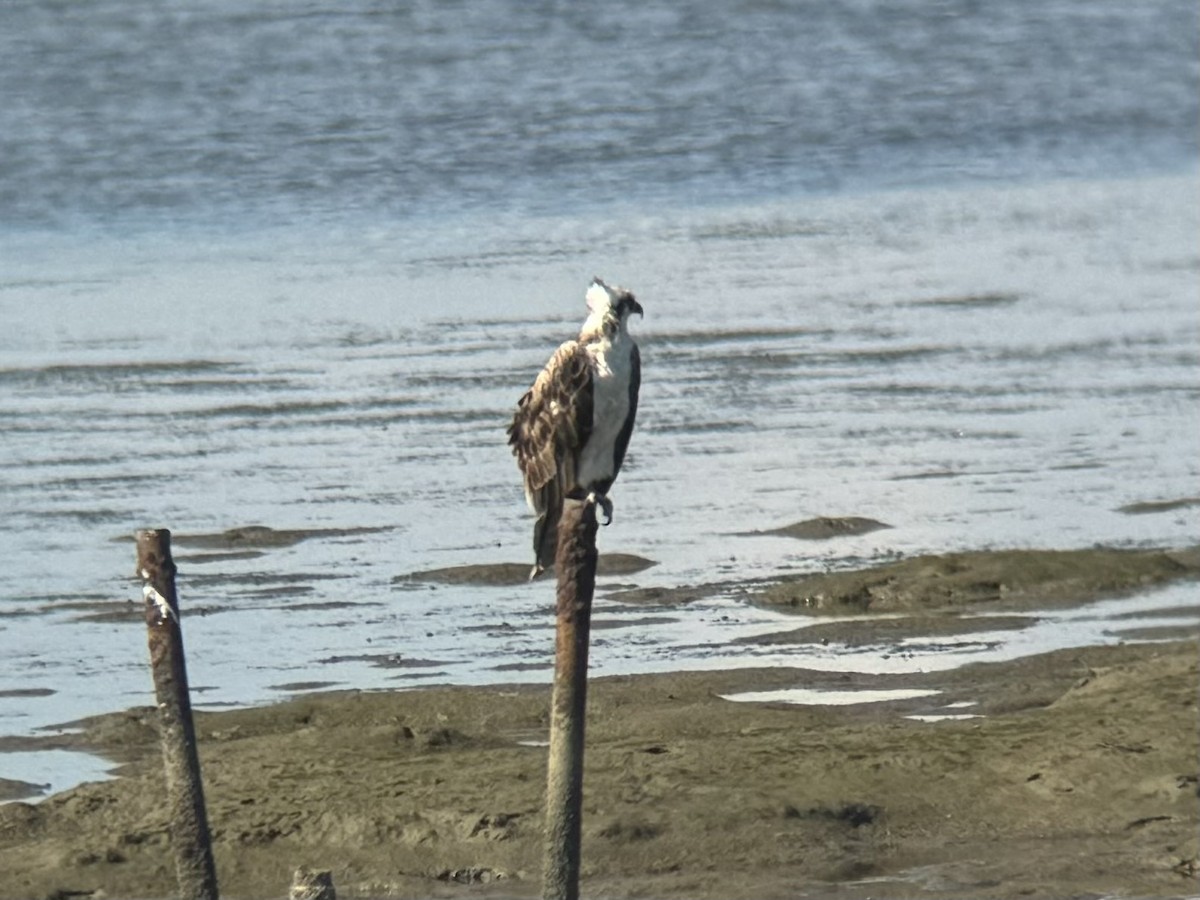 Águila Pescadora - ML620771020