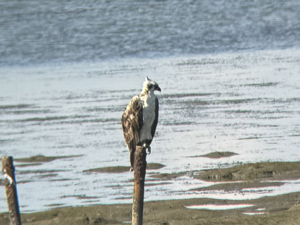 Águila Pescadora - ML620771021