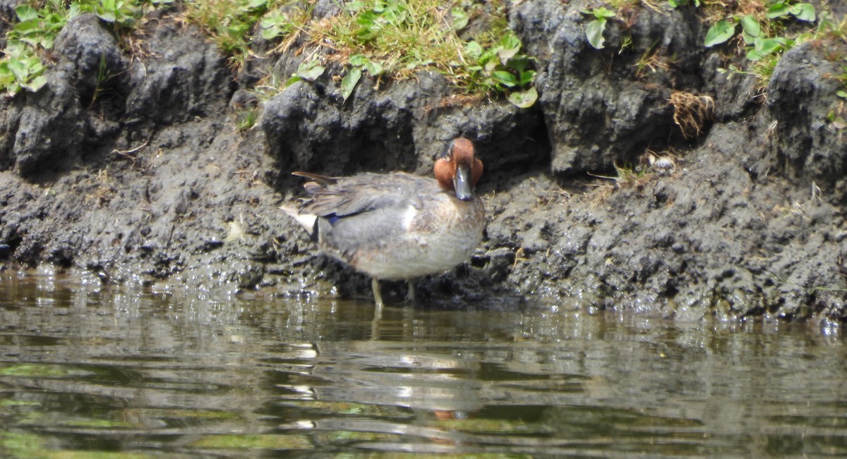 Green-winged Teal - ML620771022