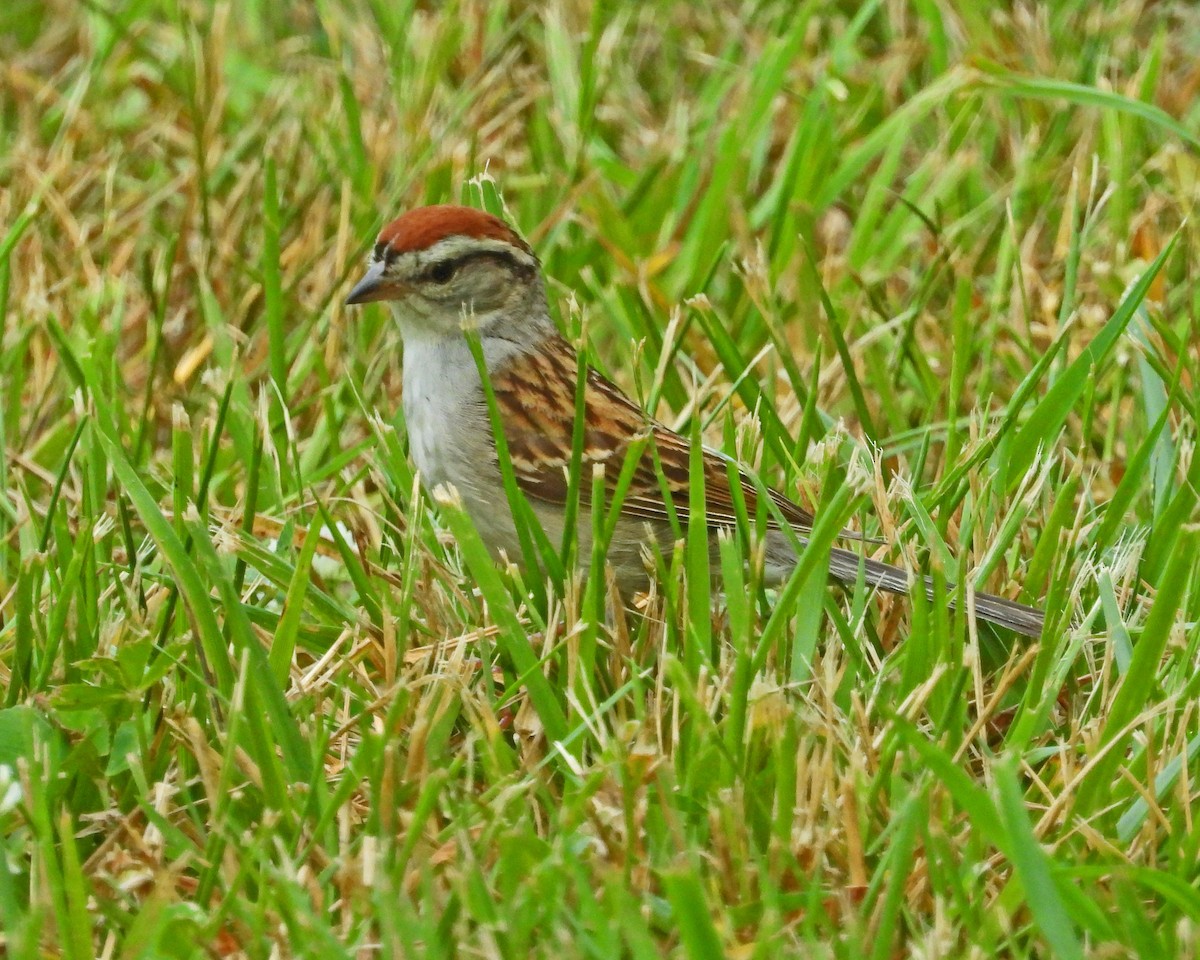 Chipping Sparrow - ML620771024