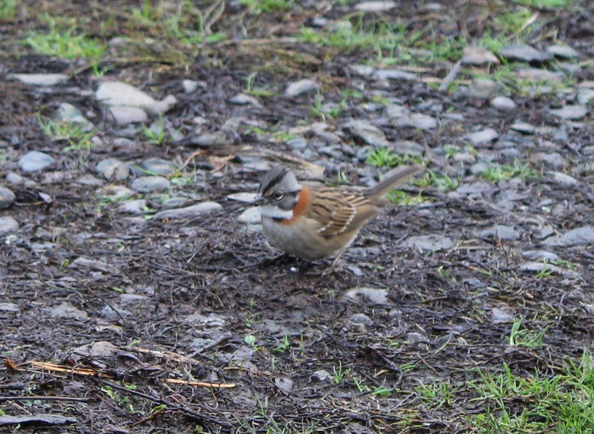 Rufous-collared Sparrow - ML620771031