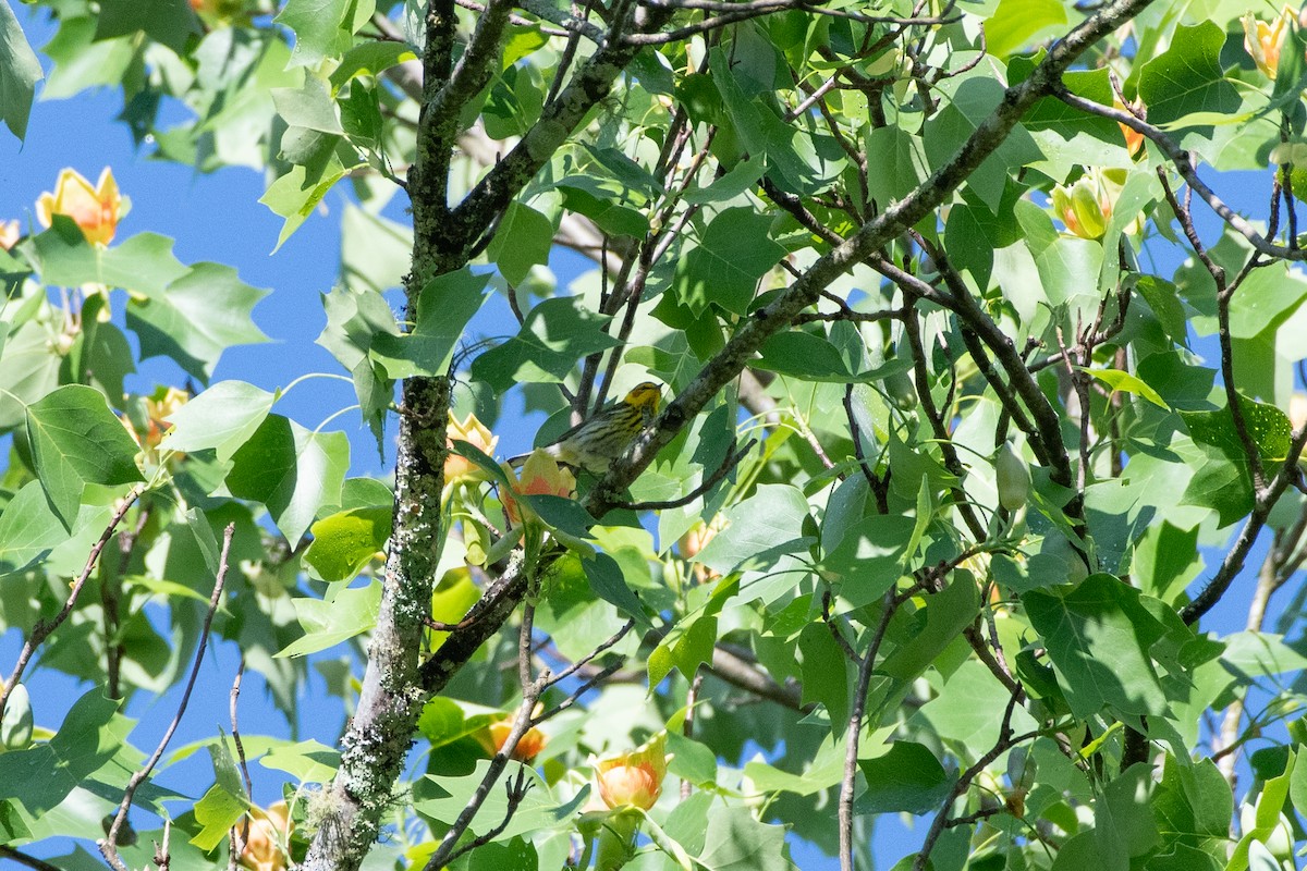 Cape May Warbler - ML620771032