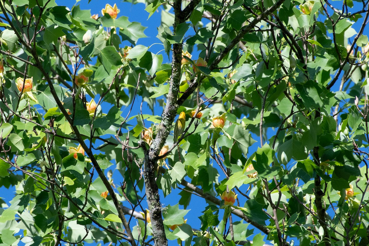 Cape May Warbler - ML620771033