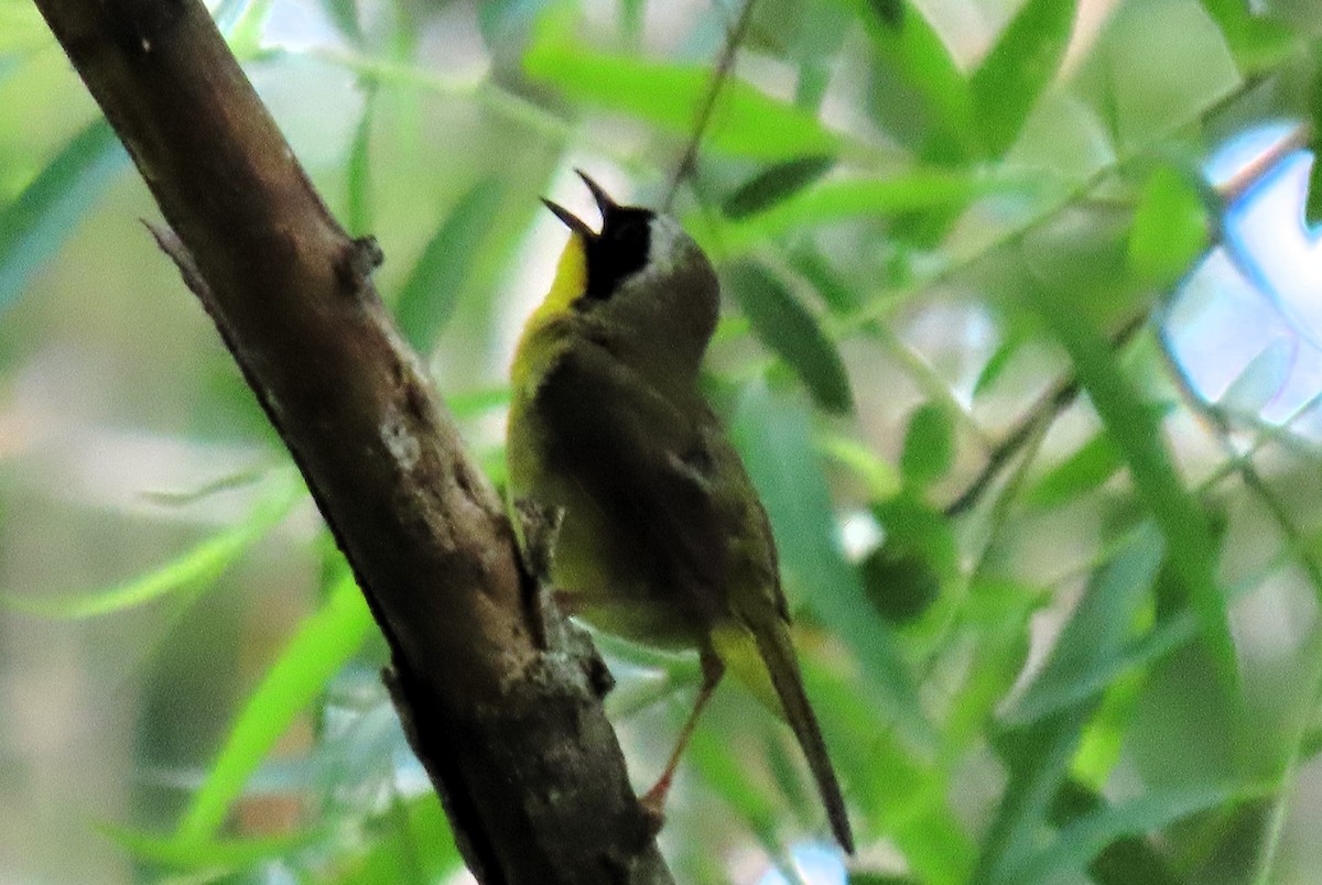 Common Yellowthroat - ML620771034