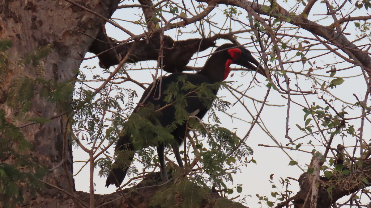 Southern Ground-Hornbill - ML620771035