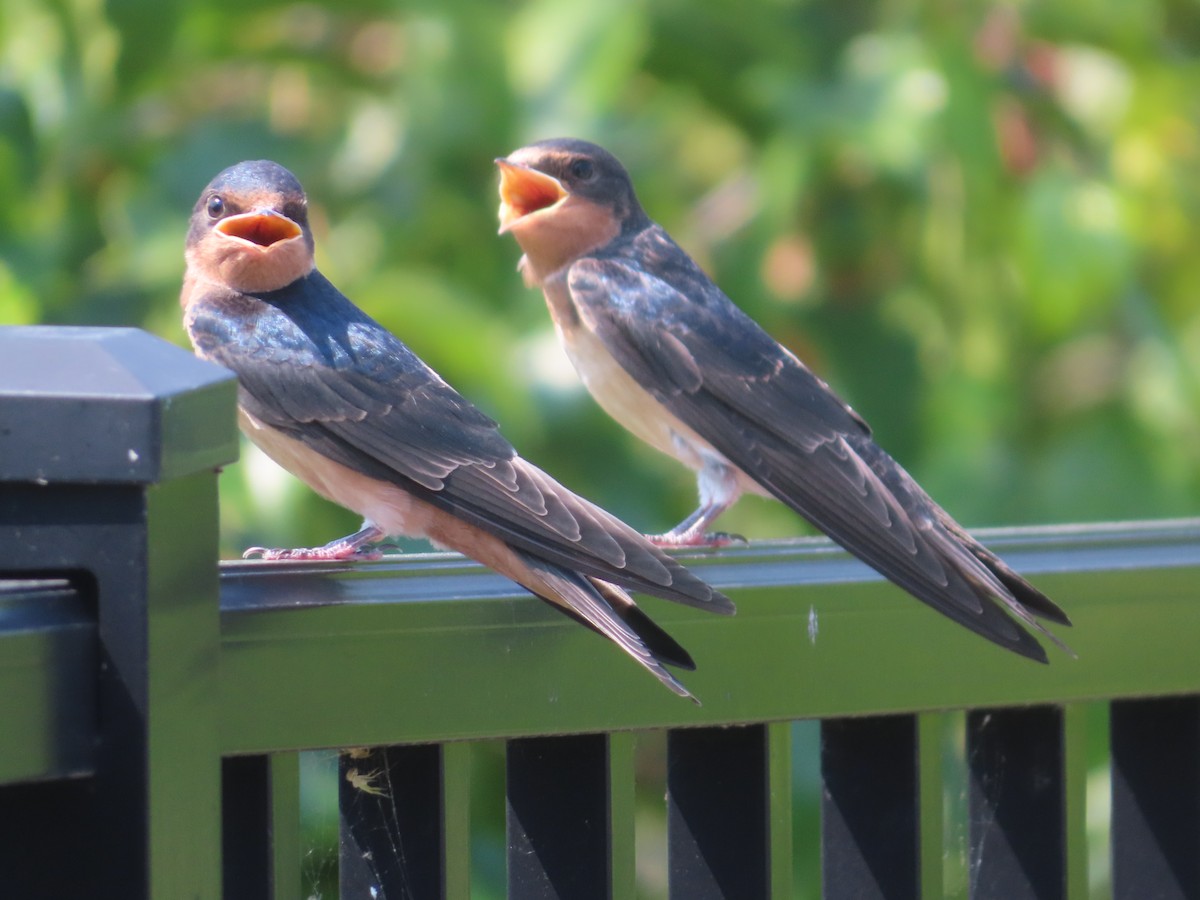 Barn Swallow - ML620771036