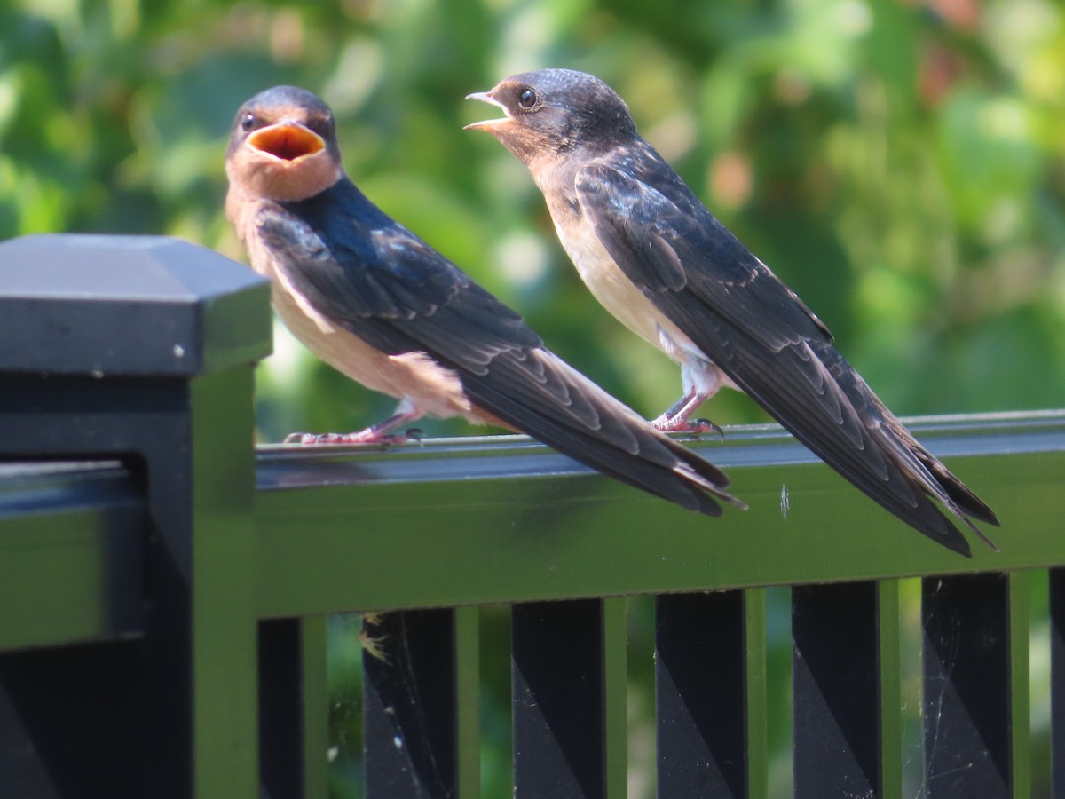 Barn Swallow - ML620771038