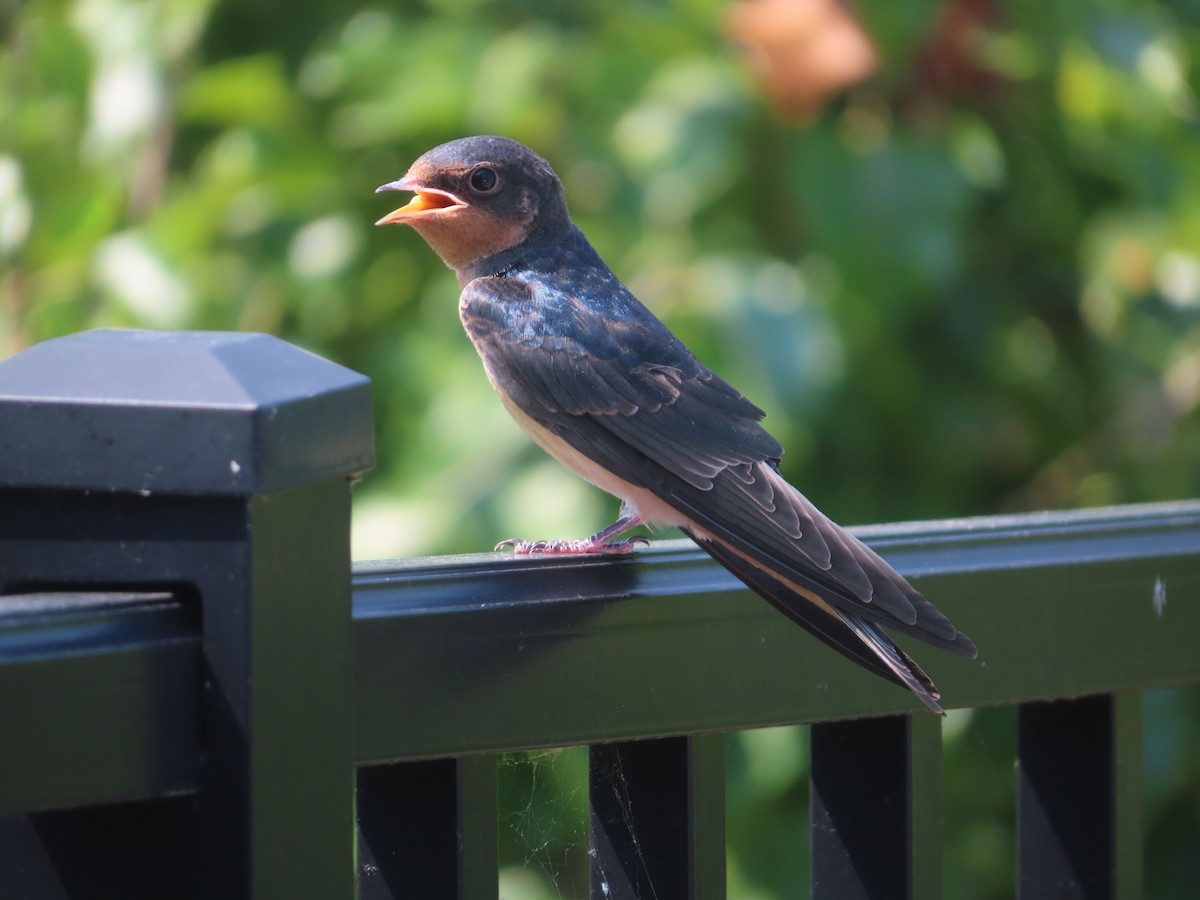 Barn Swallow - ML620771040