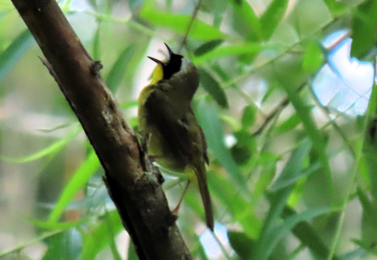 Common Yellowthroat - ML620771042