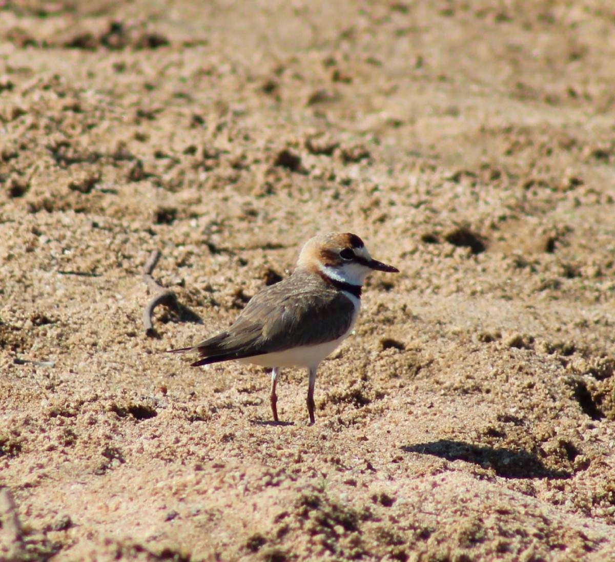 Collared Plover - ML620771044