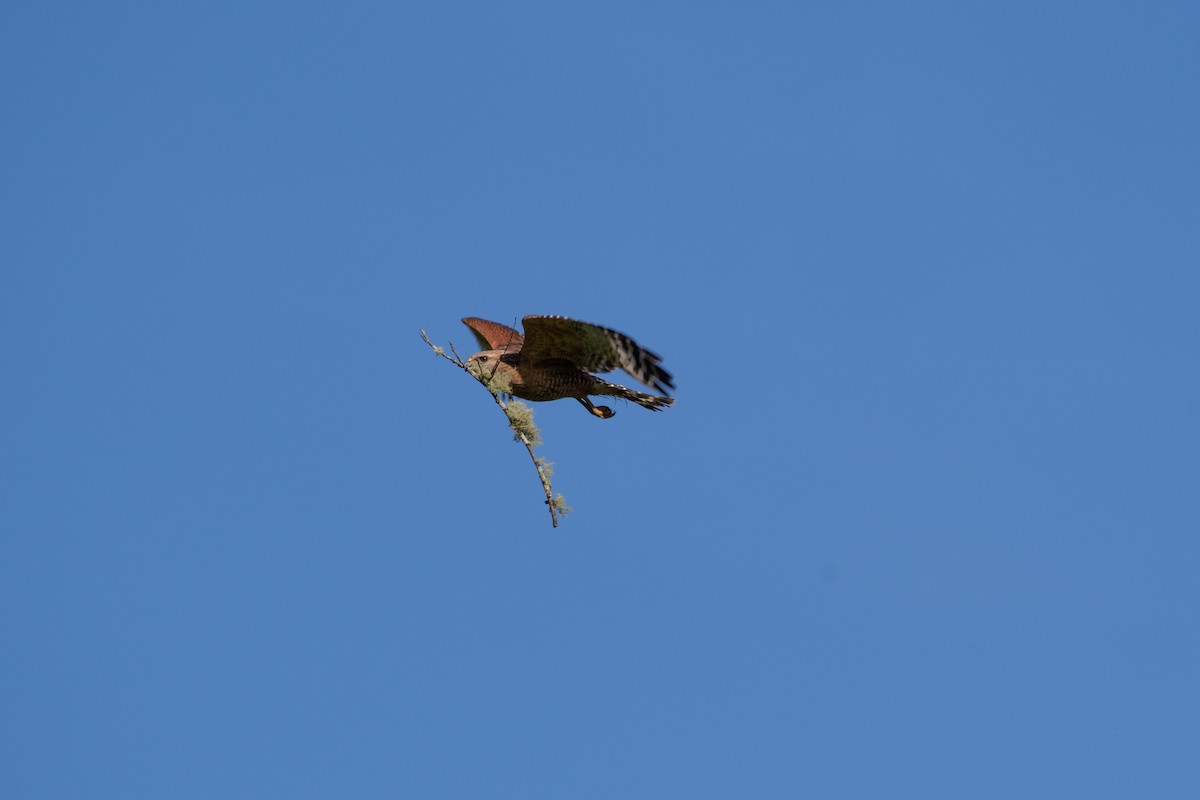 Red-shouldered Hawk - ML620771055