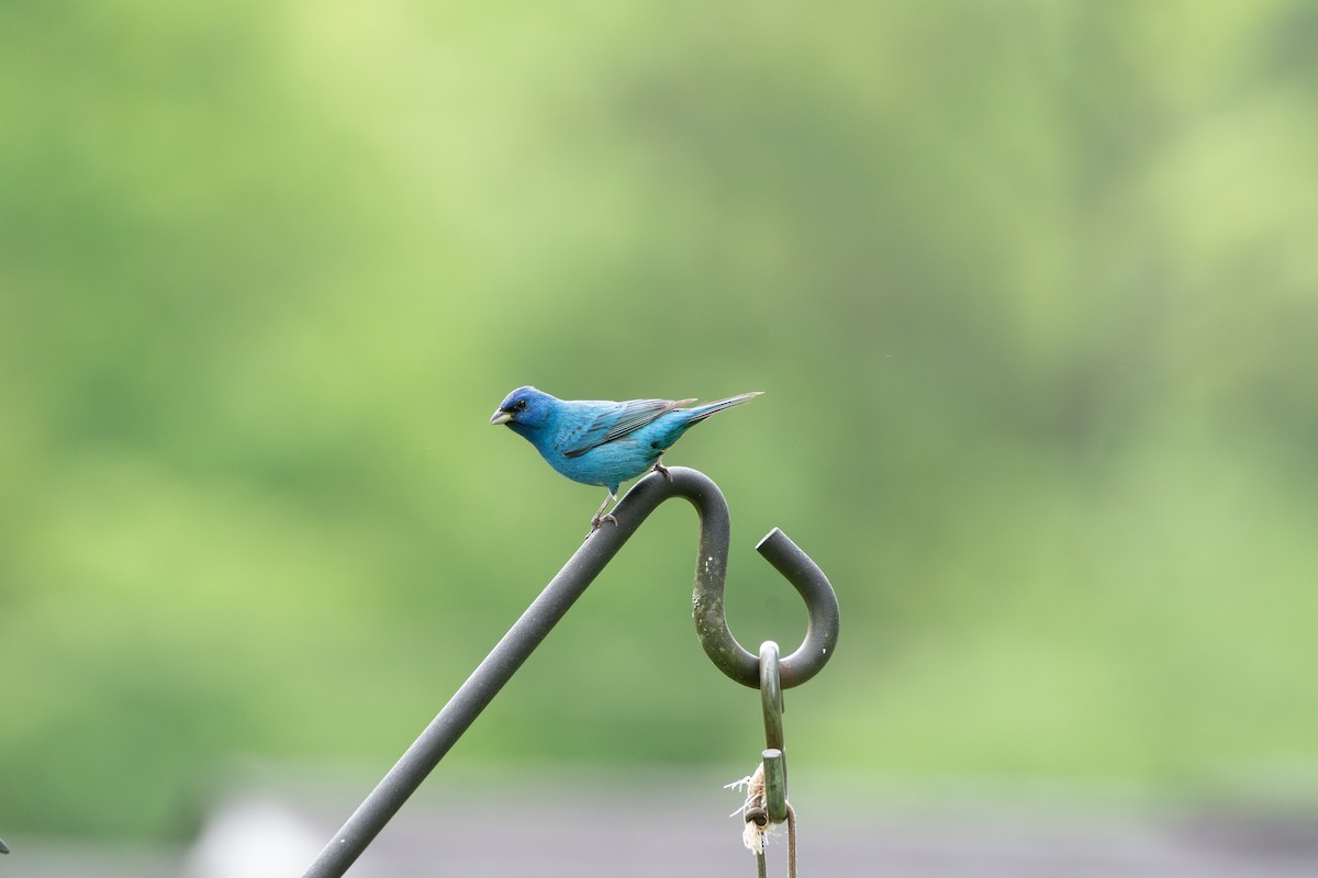 Indigo Bunting - ML620771056