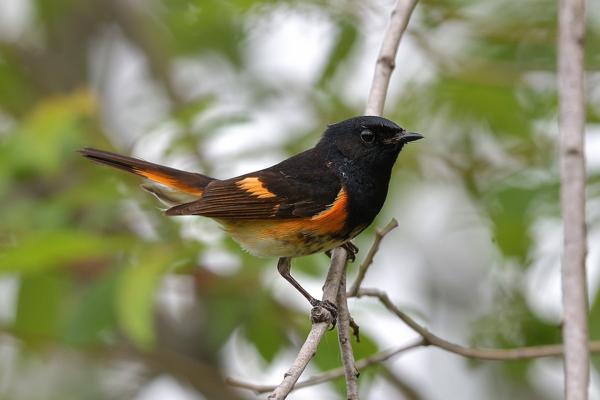 American Redstart - ML620771058