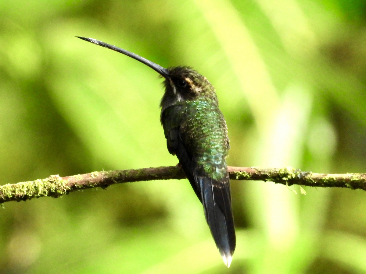 White-whiskered Hermit - ML620771059