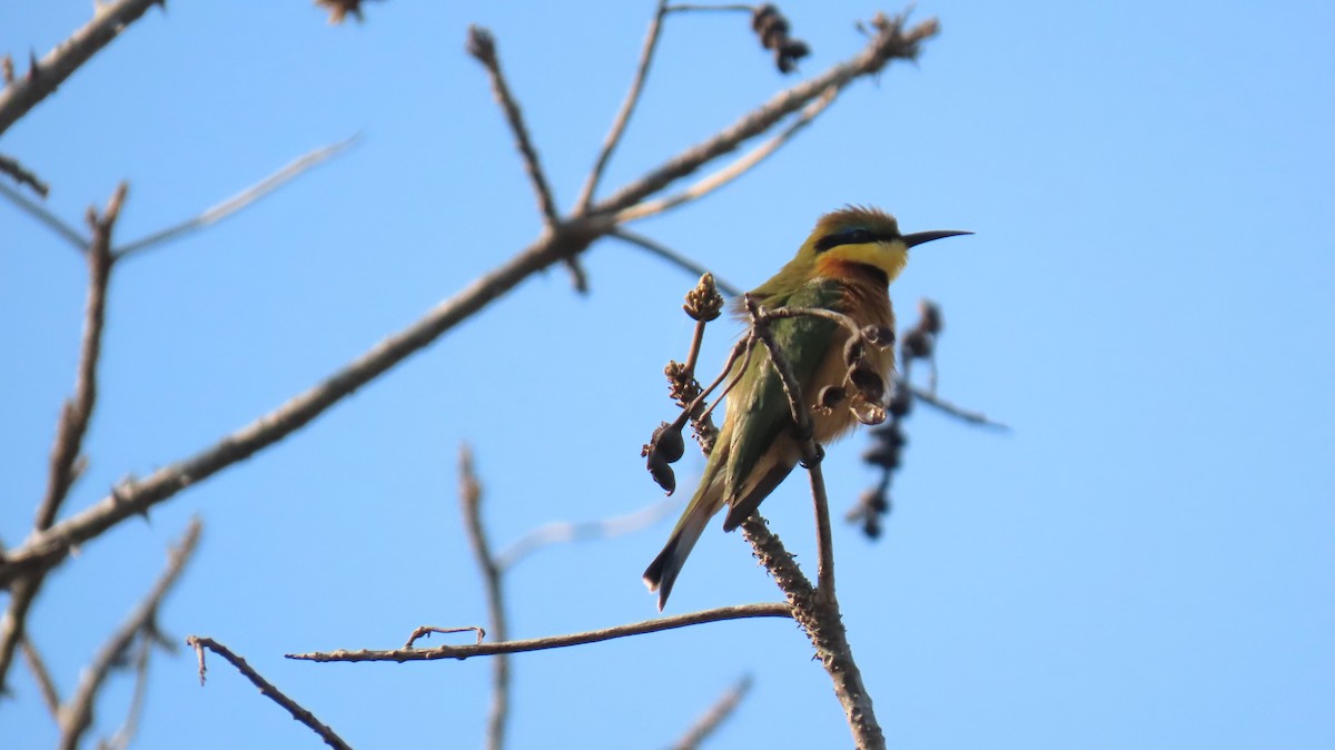 Little Bee-eater - ML620771061