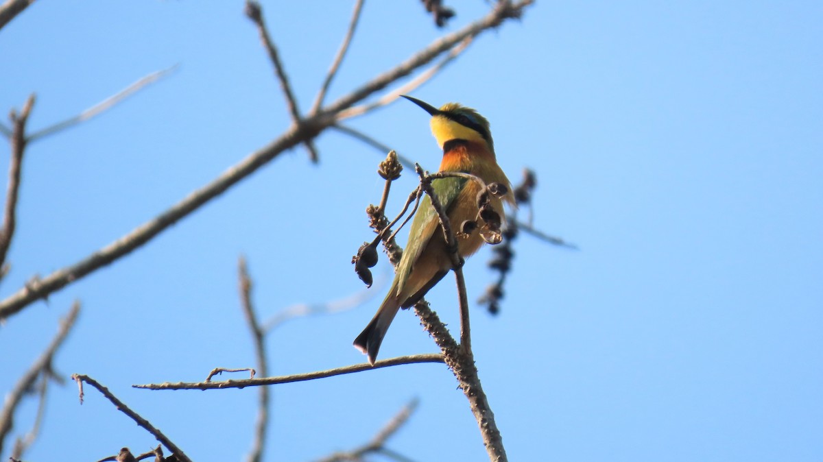 Little Bee-eater - ML620771062