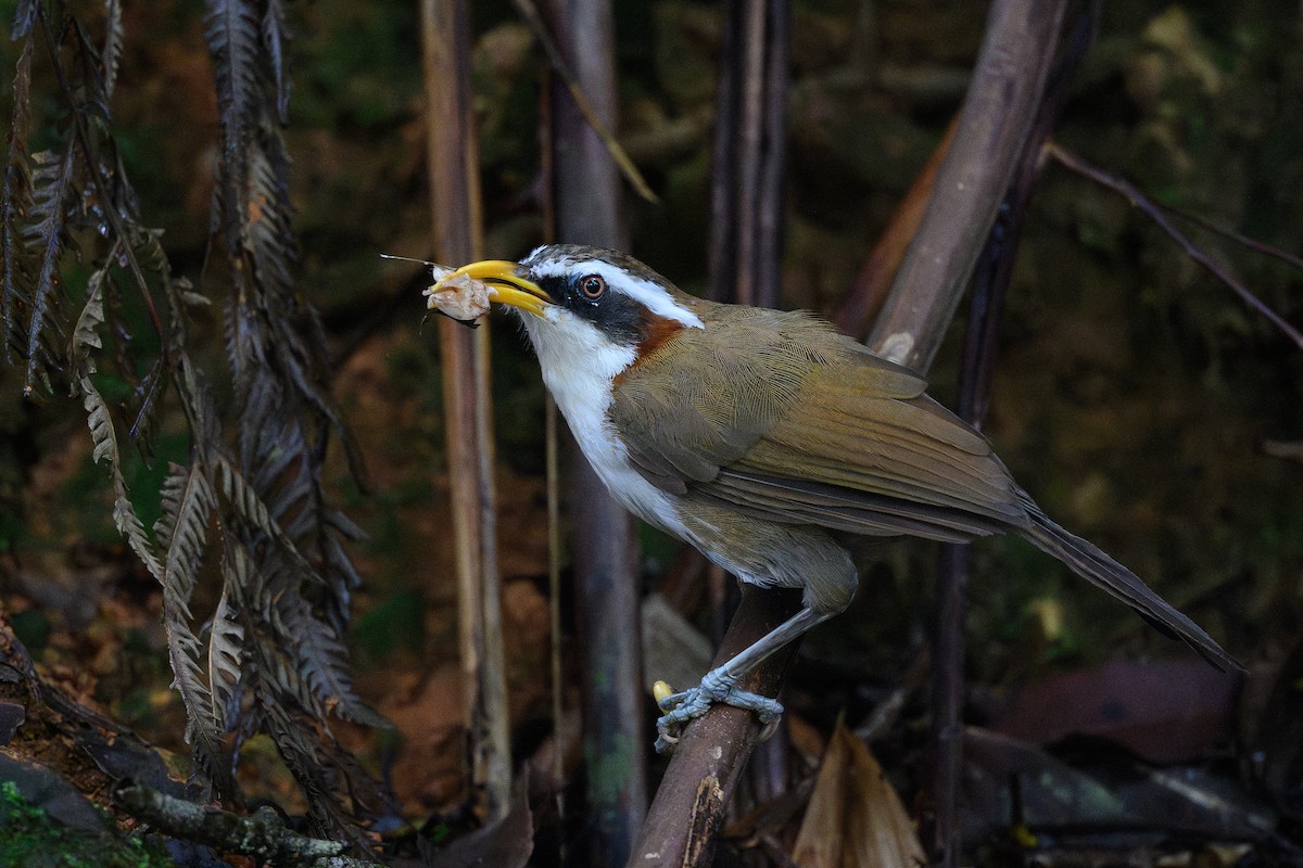 White-browed Scimitar-Babbler - ML620771087