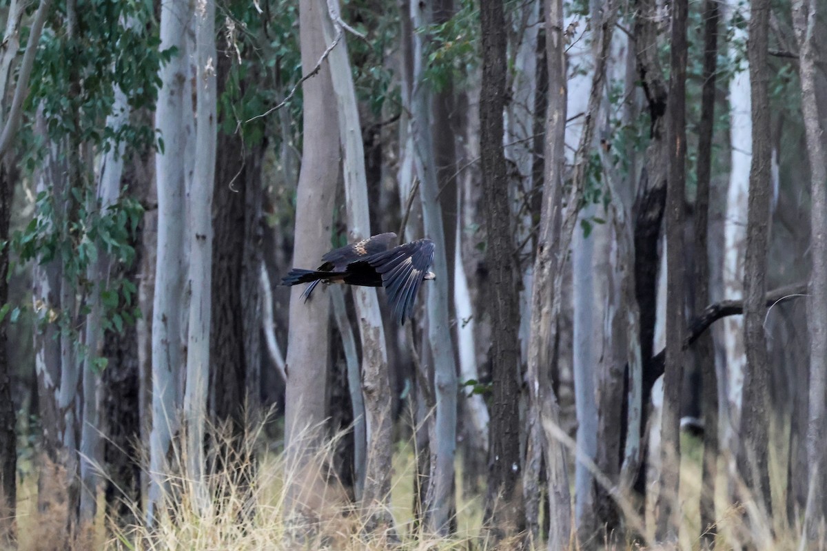 Wedge-tailed Eagle - ML620771094