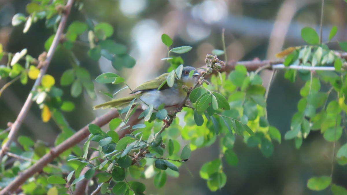 Yellow-breasted Apalis (Yellow-breasted) - ML620771097