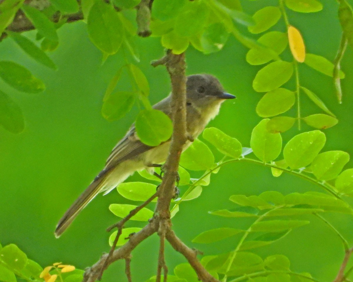 Eastern Phoebe - ML620771103