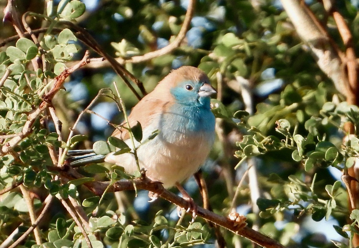 Cordonbleu d'Angola - ML620771124