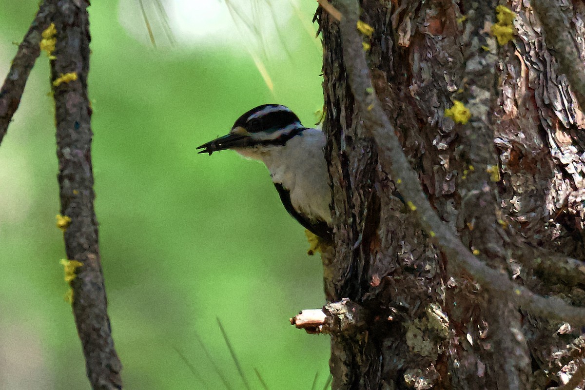 Hairy Woodpecker - ML620771125