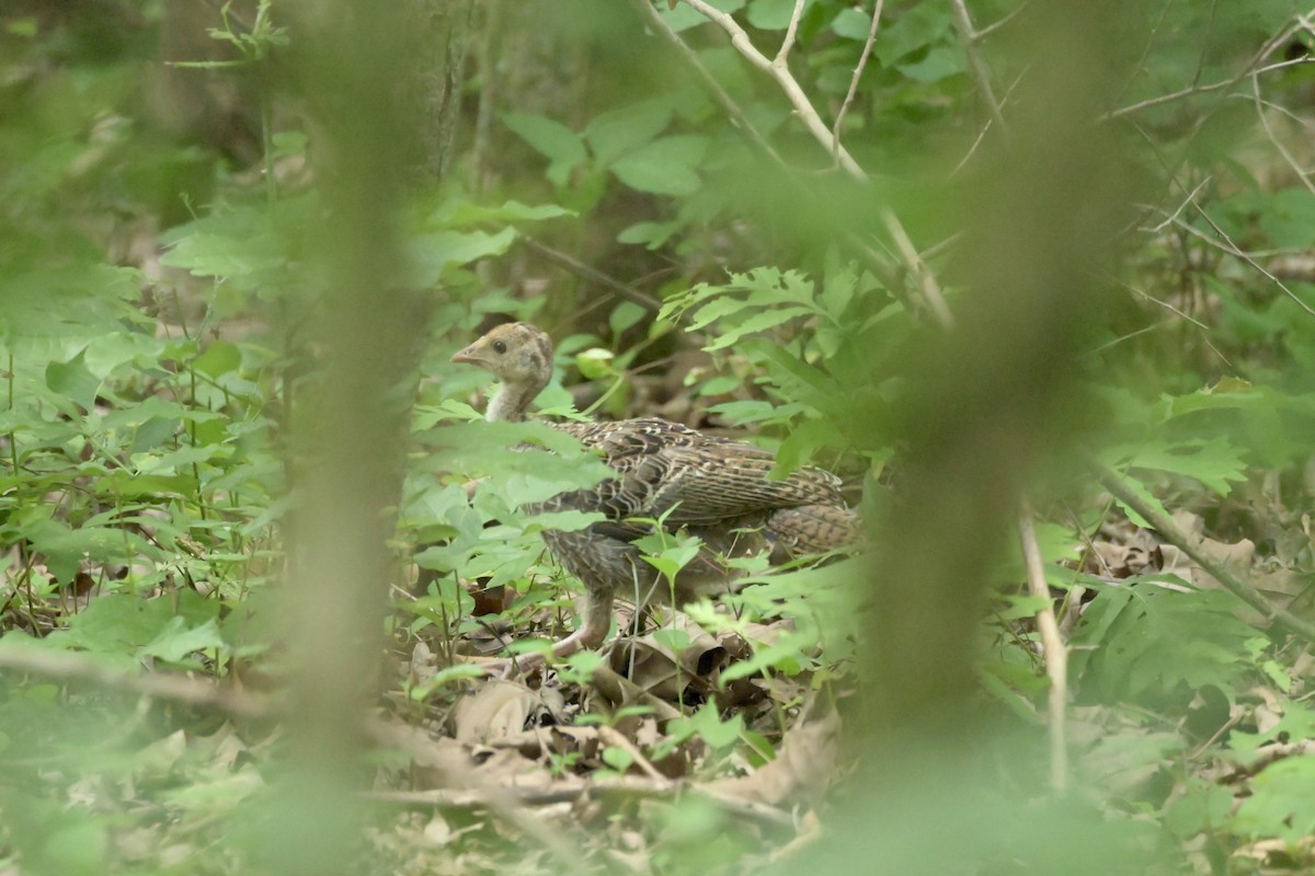 Wild Turkey - ML620771126