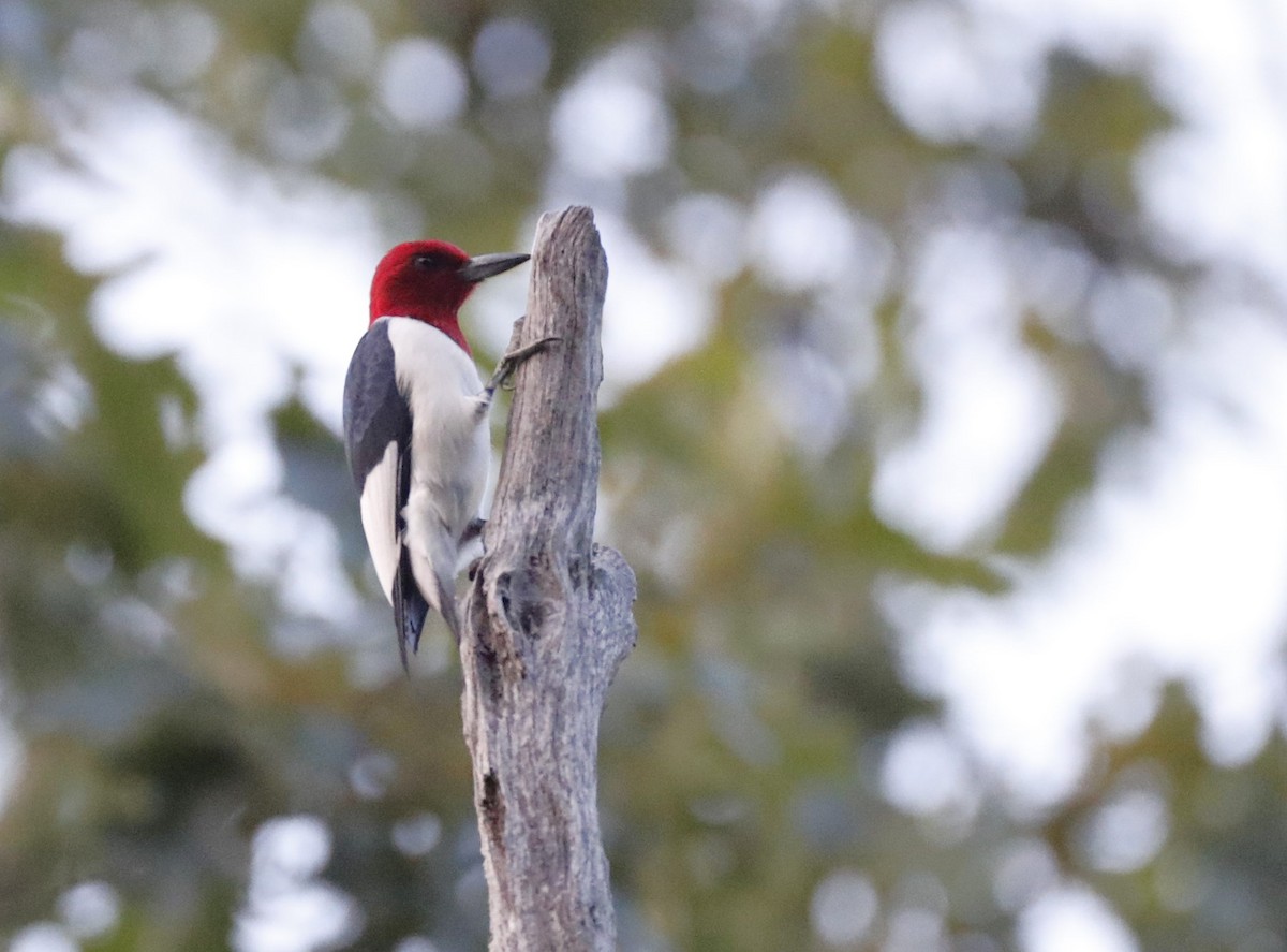 Red-headed Woodpecker - ML620771127