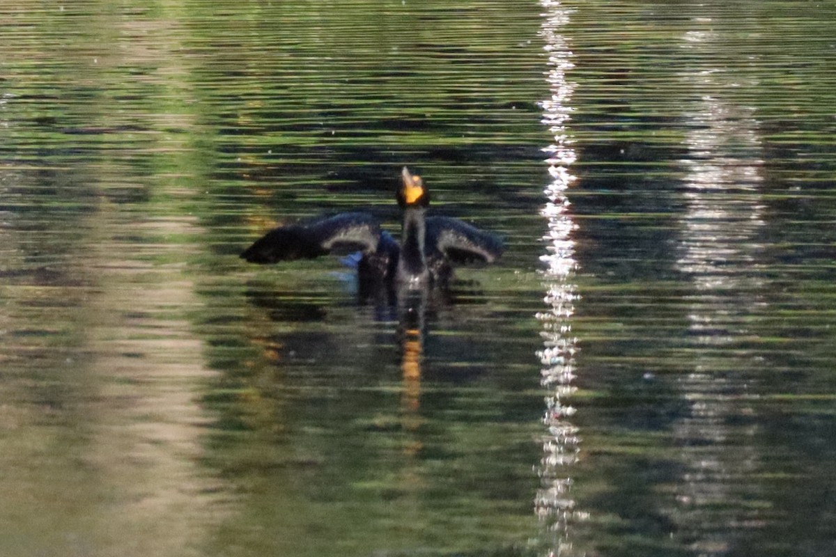 Double-crested Cormorant - ML620771136