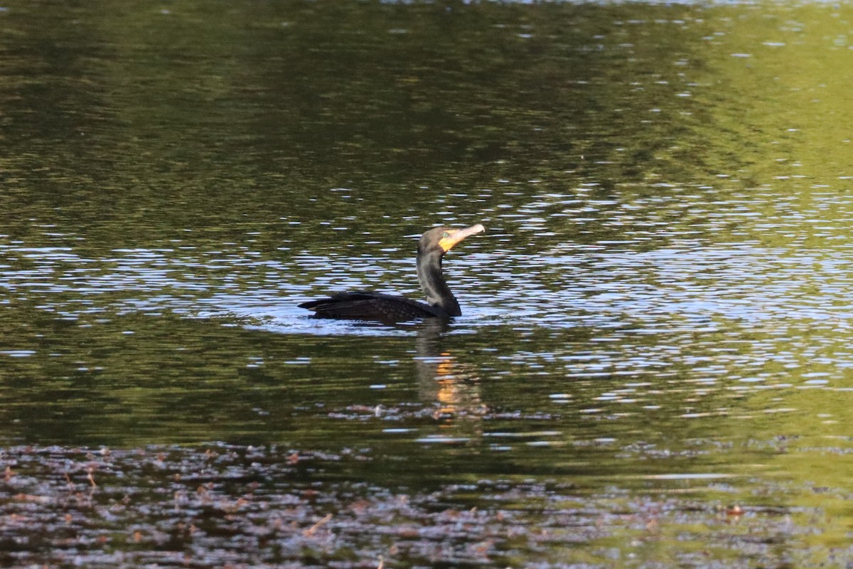 Double-crested Cormorant - ML620771138