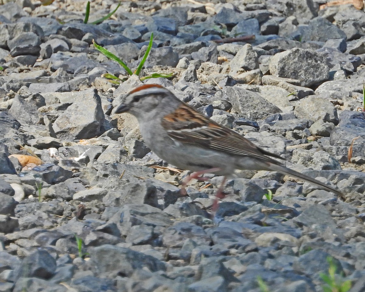 Chipping Sparrow - Aubrey Merrill