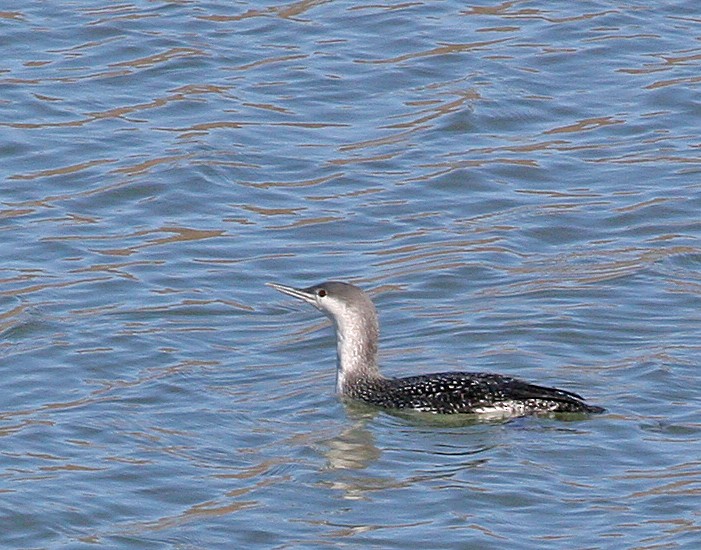 Red-throated Loon - ML620771144