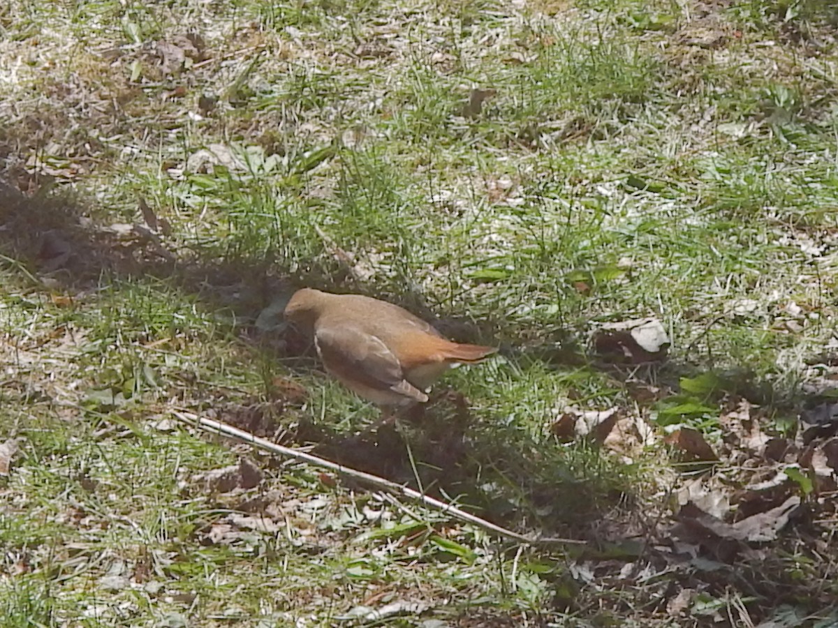 Hermit Thrush - ML620771150