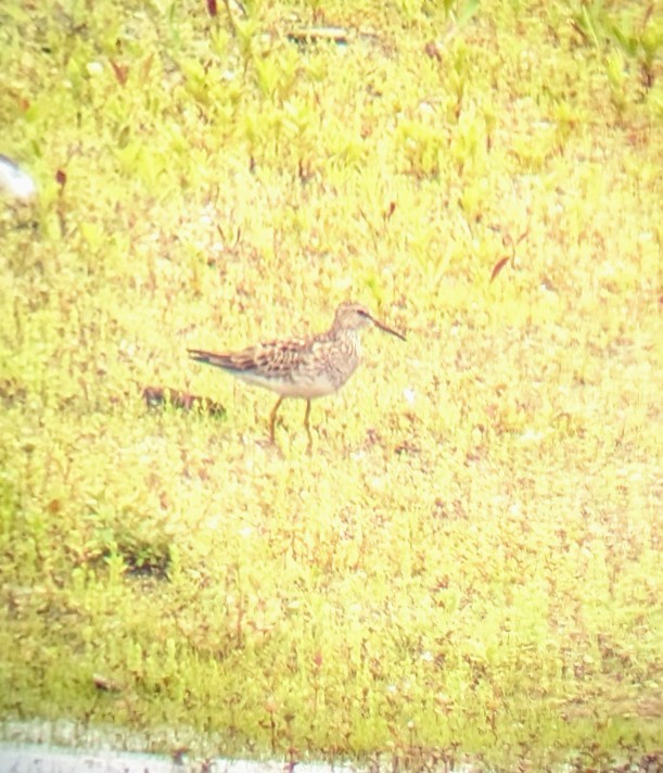 Pectoral Sandpiper - ML620771151