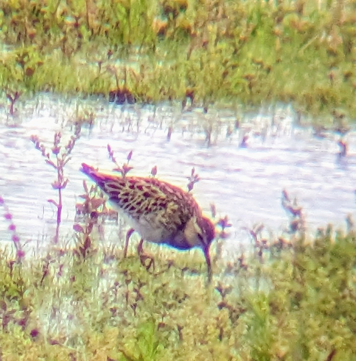 Pectoral Sandpiper - ML620771152