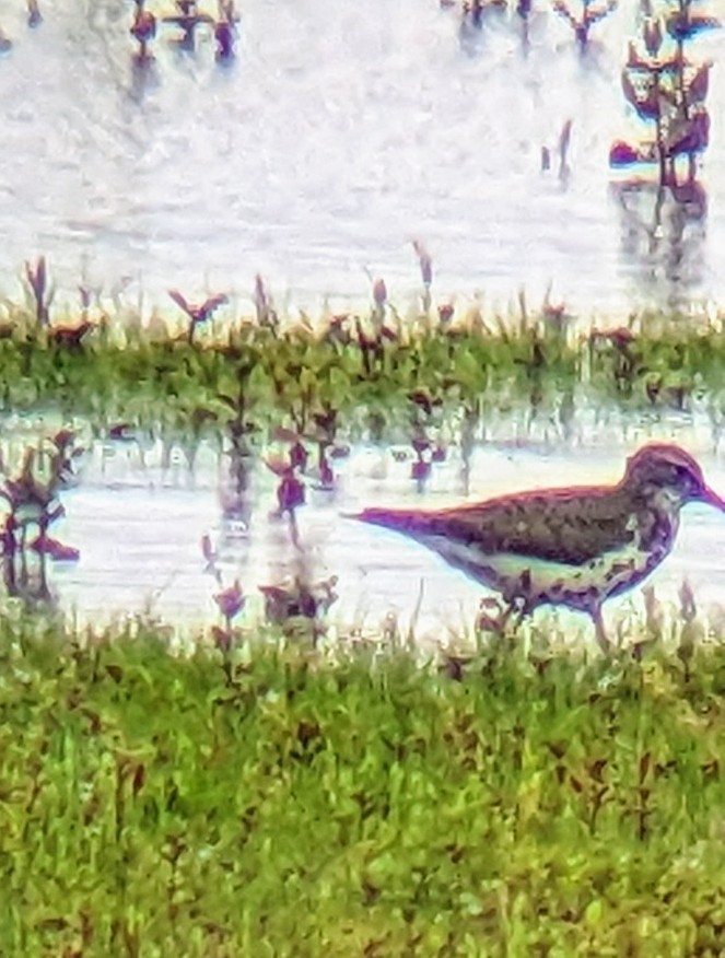 Spotted Sandpiper - ML620771156
