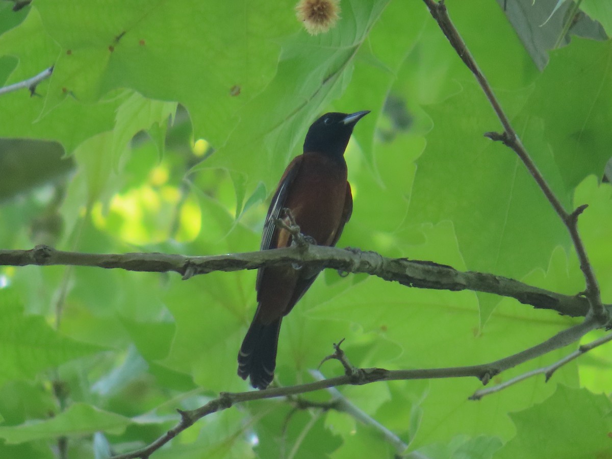 Orchard Oriole - ML620771163